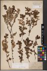 Foto von Salix aurita L.